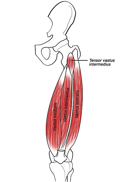 Commons. *Nota: en la foto se ha suprimido el recto anterior del cuádriceps para poder ver el músculo tensor del vasto intermedio con más claridad.